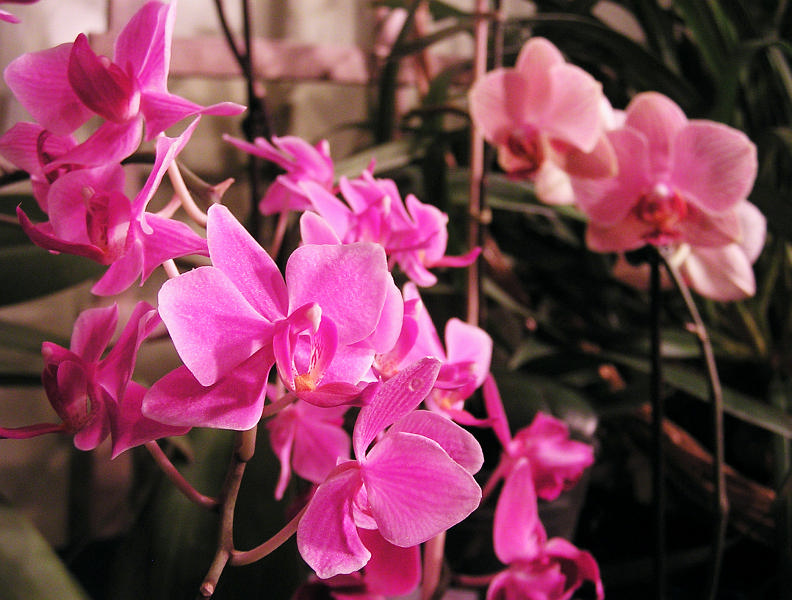 Orchidea.43.JPG - OLYMPUS DIGITAL CAMERA